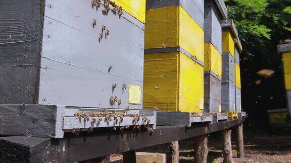 在蜂房入口着陆蜜蜂会飞