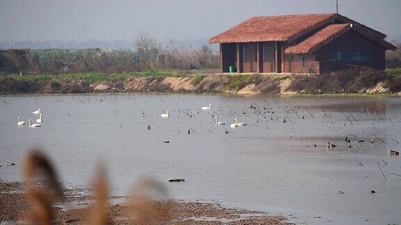 白鹭和鹅在池塘里鄱阳湖南昌中国江西