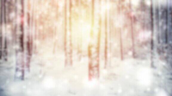 树松云杉在魔法森林冬天与飘落的雪阳光天