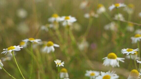 微风中草地上的花朵