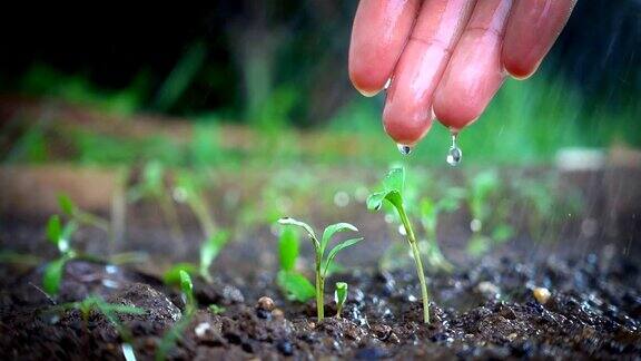 小伙子在雨天用手给植物浇水慢动作镜头
