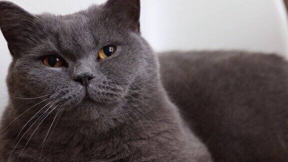 躺着打哈欠的灰色猫与橙色眼睛的肖像特写英国蓝色短毛猫有选择性的重点