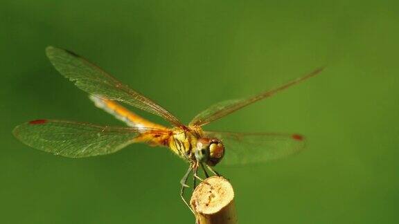 蜻蜓黄色飞镖昆虫近距离镜头