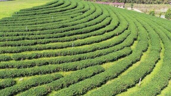 绿茶种植梯田鸟瞰图