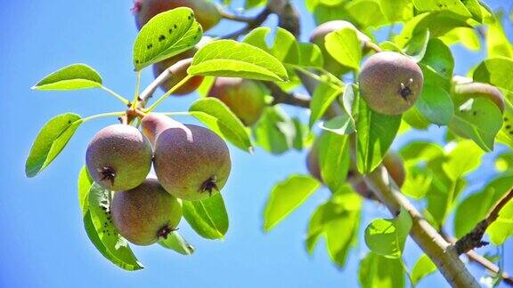 湛蓝的天空下树上成熟的梨子
