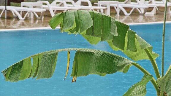 一棵棕榈树的绿叶上有水滴