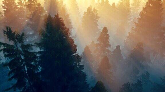 在美丽的日出中飞过松树林