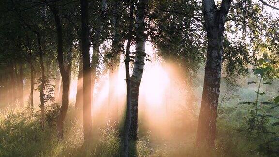 阳光穿过桦树的树叶和雾雾向左边流动时间流逝