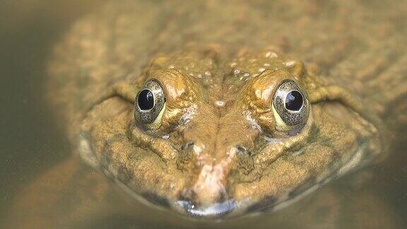 青蛙的头