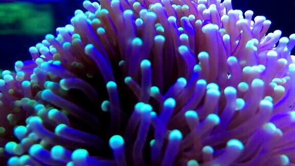 水族馆里的软珊瑚热带海底世界