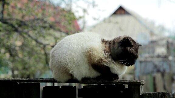 篱笆上的暹罗猫