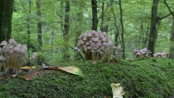 原始森林蘑菇