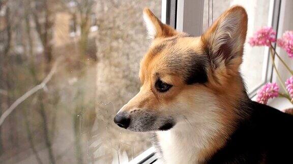一只狗坐在他房子的窗台上看着窗外