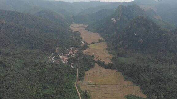 Aerial:MuangNgoi老挝河谷黄澄明的稻田农业引人注目的景观风景秀丽的尖峰悬崖山脉东南亚著名的旅游目的地