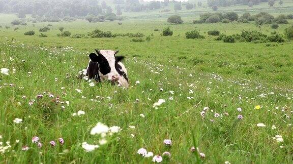 牛在草地上休息