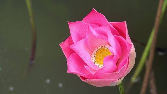 4k:美丽的粉红色莲花