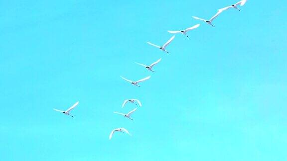 慢镜头天鹅在蓝天中飞翔