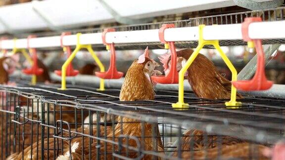 鸡在农场、鸡蛋和家禽生产中饮用水