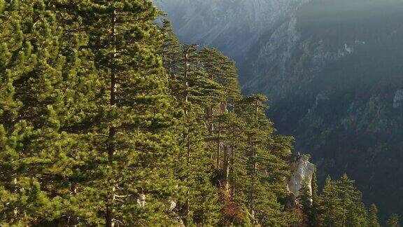 无人机拍摄的松树覆盖的山坡和山谷