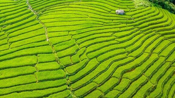 鸟瞰图梯田在早上在泰国