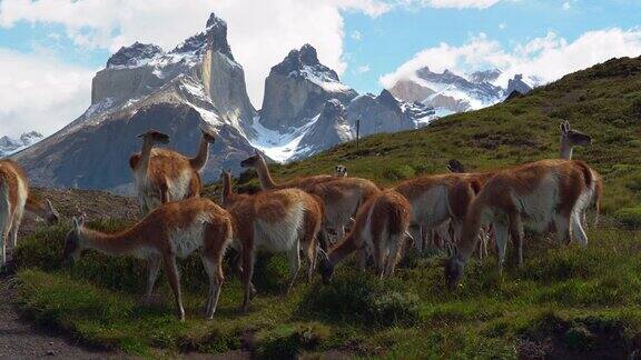 南美智利巴塔哥尼亚托雷斯·德尔·潘恩国家公园里一群瓜纳科动物在吃草
