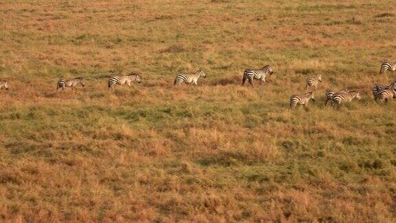 近距离观察:在金色的夕阳下野生斑马在草原上成群结队地行走