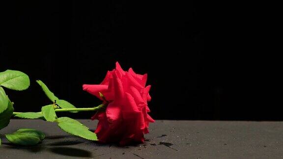 一朵红玫瑰落在桌子上