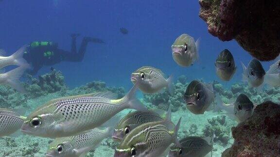 一种生长在珊瑚中的鱼类栖息在红海水下