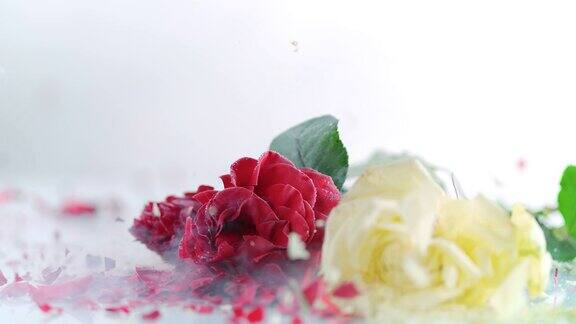 三朵冻玫瑰在白色的表面上碎裂
