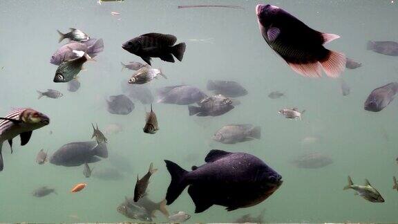 淡水鱼在水下游动从侧面看