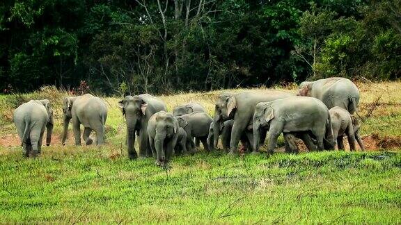 令人惊叹的亚洲象群慢镜头
