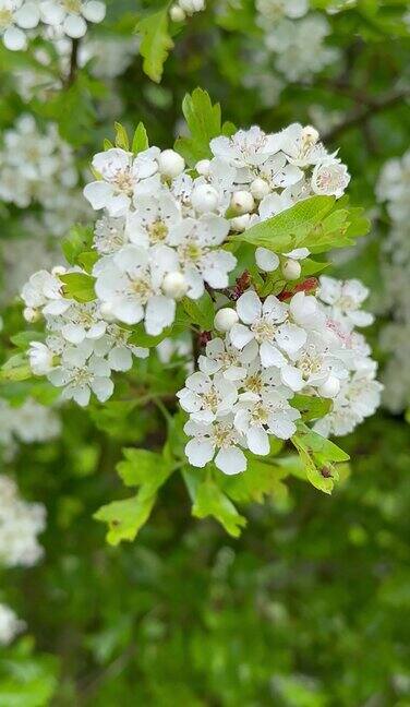 山楂花