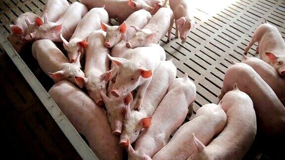 现代工业化养猪场上的小猪