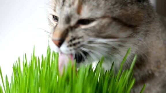 快乐的猫吃着新鲜的绿草