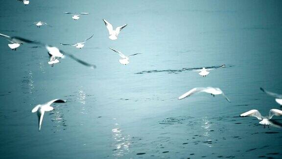 慢镜头海鸥在海里飞翔和钓鱼
