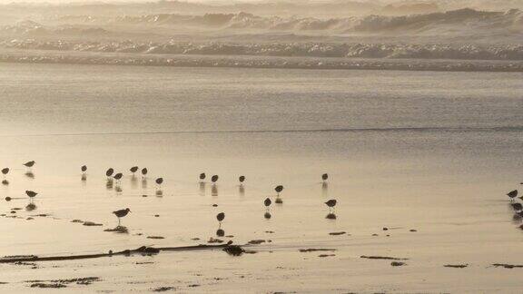 海浪和鹬鸟在沙滩上奔跑小沙鹬鸟在岸边奔跑