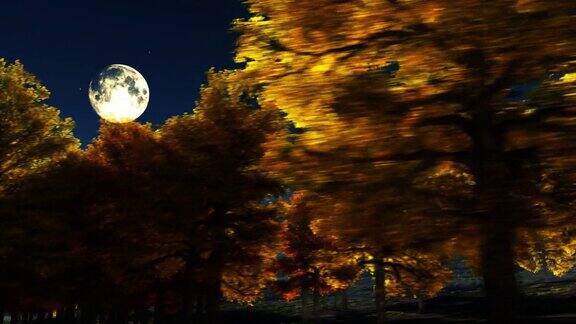 夜晚的秋树