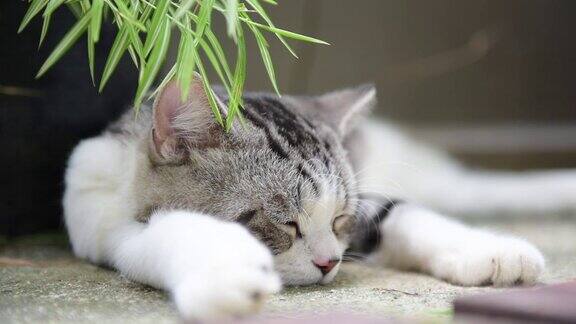 近距离睡觉的可爱的猫与银竹树ThyrsostachyssiamensisGamble