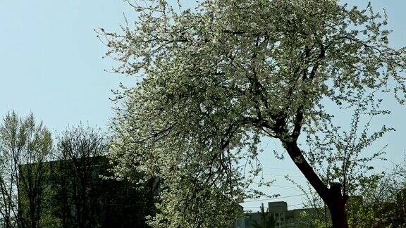在春天盛开的白花树上的全景