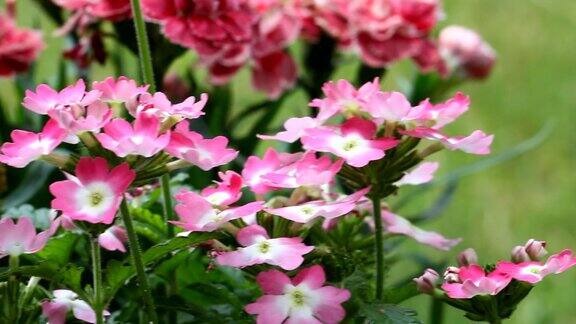 粉红色和白色的花朵盛开