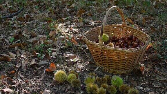 栗树林中柳条篮子里的栗子和刺猬秋天的季节收获时间典型的秋季新鲜水果