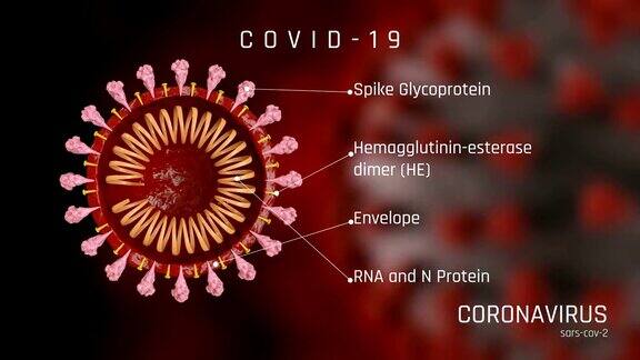 冠状病毒、新冠病毒的结构