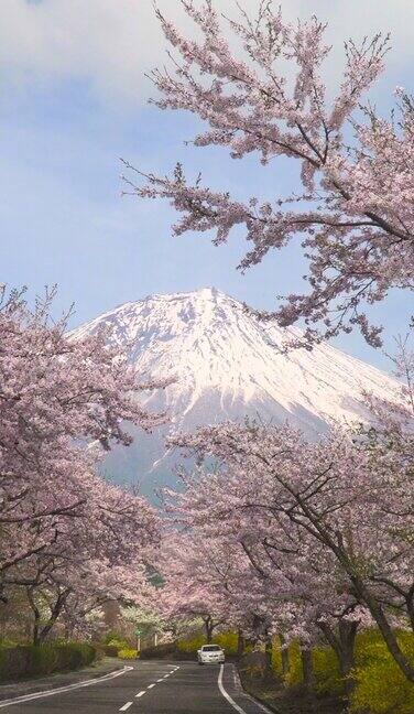 樱花盛开通往富士山的道路