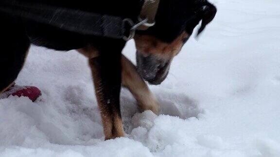 Jagdterrier在雪地里挖东西德国猎犬正在挖雪