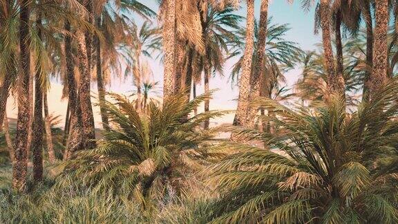 撒哈拉沙漠中的棕榈树
