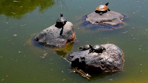 在一个晴朗的日子里乌龟在湖里的岩石上