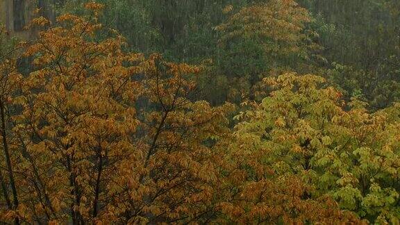 秋天落叶林中大雨