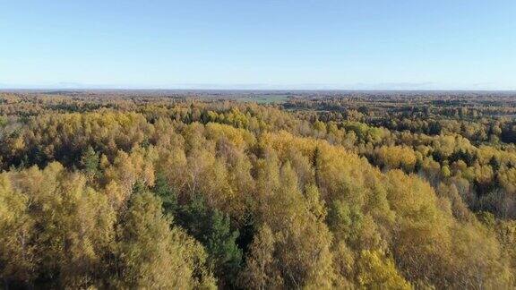 无人机拍摄的秋天的森林