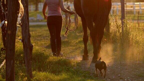 慢镜头:金色的日出女人牵着她的马从马厩走向田野