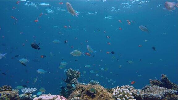 色彩斑斓的珊瑚礁里有各种各样的鱼类